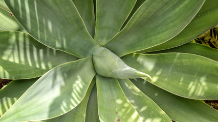 Close-up of green Agave Attenuata plant in the botanical garden of Quinta Splendida Hotel in Canico Madeira