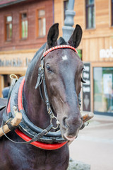 A brown horse standing on Krupowki in Zakopane.