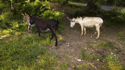 Aerial detail of three donkeys grazing and drinking. These animals are white, gray and black and look in front of them. These are excellent beasts of burden.