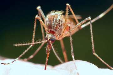 Mosquito drinks blood.