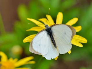 Papillon sur une fleur d'Anthémis