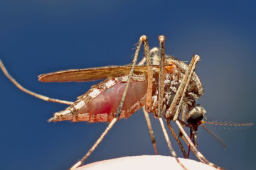 Mosquito drinks blood.