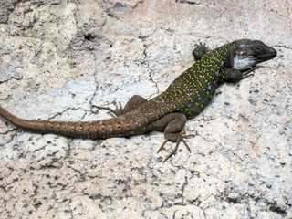 Salamander2