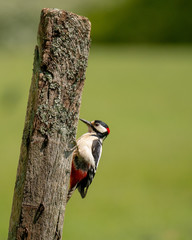 greater spotted woodpecker (dendrocopos major) perched on lichen covered post