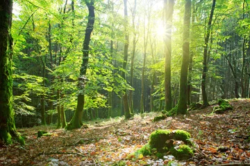 Foto op Plexiglas Zomer bos met zonlicht. © Swetlana Wall