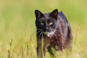Kleine Katze die im Gras spielt und nach vorn schaut.