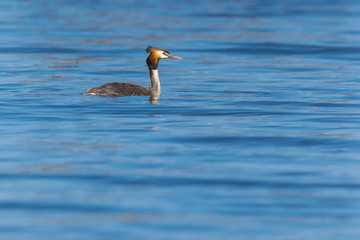 Haubentaucher schwimmt auf dem See