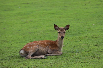 奈良公園　飛火野の芝生広場と鹿
