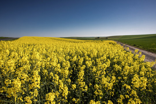 Rapeweed Yellow Flowers in Field