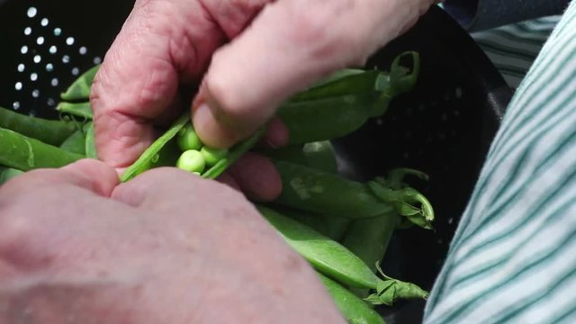 A man wears an apron as he prepares fresh peas in a colander