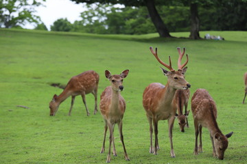 Naklejka na ściany i meble 奈良公園　飛火野の芝生広場と鹿