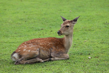 奈良公園　飛火野の芝生広場と鹿