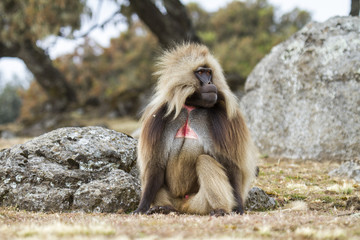 Gelada Baboon male in the Simien Mountains National Park in Amhara region in the North of Ethiopia