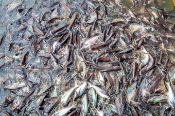 A Lot of Snake Fishs in the River, Nature Background