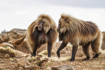 Gelada Baboon male in the Simien Mountains National Park in Amhara region in the North of Ethiopia