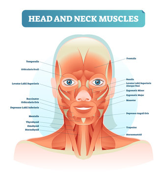 Head and neck muscles labeled anatomical diagram, facial vector illustration with female face, health care educational information poster.