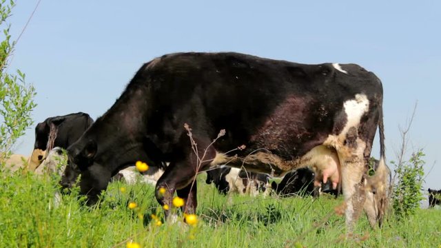 cow eats grass,grazing of dairy cows in the summer, shooting low angle