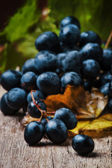 Blue wine grapes with vine and green leaves, rustic still life, vintage wooden background, selective focus