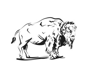 Plakat Vector sketch of a bison