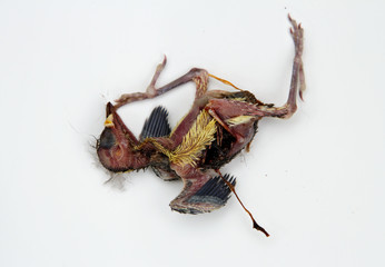 Dead undeveloped blue tit body