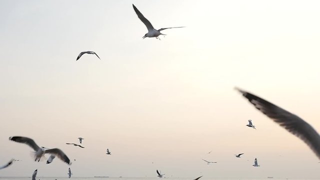 White seagulls flying over the Sea under sunset slow motion 