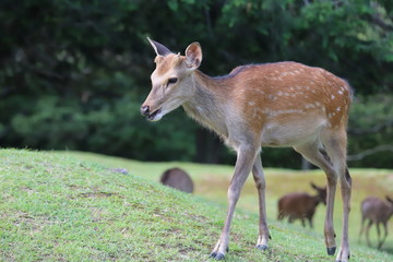 奈良公園　飛火野の芝生広場と鹿