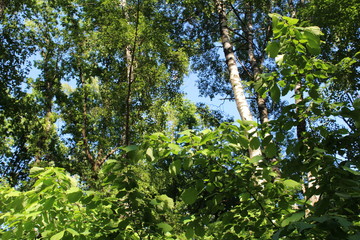 Fototapeta premium The nature of the Botanical garden of the city of Moscow.Park in summer.