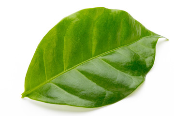 Fototapeta premium Green tea leaf isolated on white background.