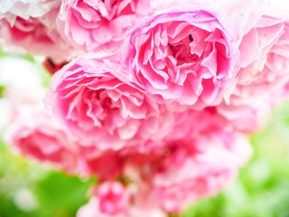 Fototapeta premium pink rose close up