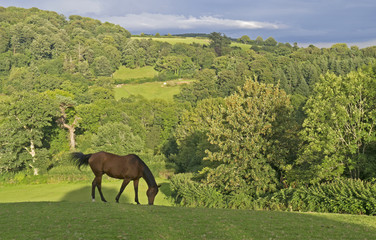 chestnut brown horse in the Dartmoor countryside