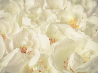 Fototapeta na wymiar Floral cream background defocus. Background of many bright roses close-up.