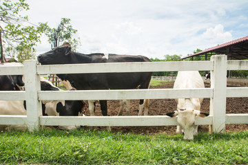 Obraz premium Black and white cows in farm