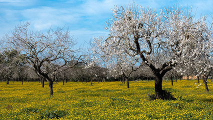 Fototapeta premium Blossoming almond tree during Spring in Mallorca Prunus Dulcis