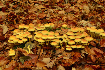 Gruenblaettriger Schwefelkopf