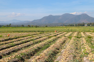 Fototapeta na wymiar Panoramic scenery of onions field with mountain and blue sky background.