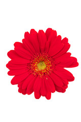 flower on white background