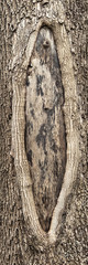 Hole in the bark of a tree close up