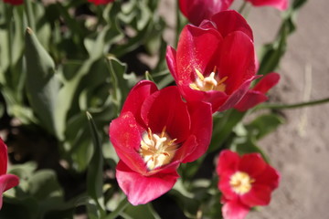 Naklejka premium SAMSUNG CSC