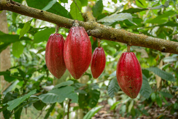 cocoa pods