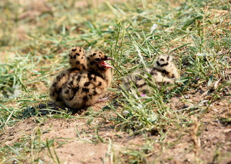 Kücken in der Lachmöwenkolonie Riether Werder