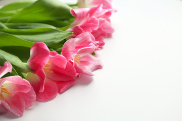 Beautiful fresh tulips on white background, closeup