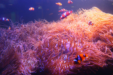 Colorful fish swimming in beautiful algae.