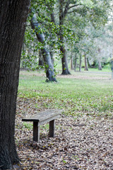 Bench and tree