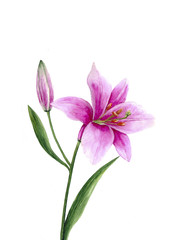 Fototapeta na wymiar Pink watercolor lily