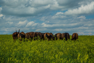 Summer Grazing