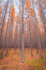 Autumn forest wiew. Sotkamo, Finland.