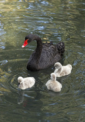 Black Swan in a forest lake with small swans.