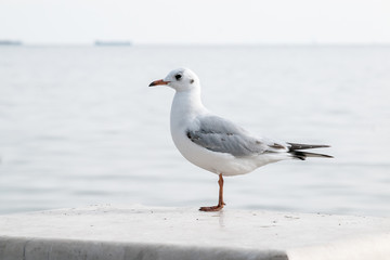 Seagull sitting on the fence of the waterfront.