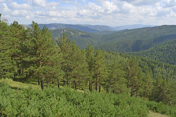 Fototapeta premium View of the dense, green forest.