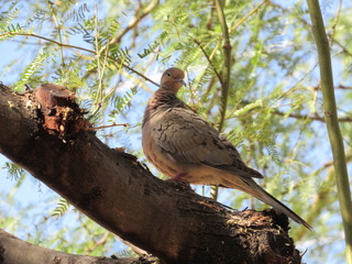 Mourning dove (Zenaida macroura) cleaning itself in a Palo Verde tree
